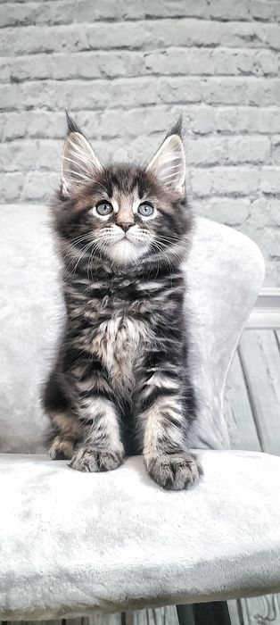 Котик Мей-кун здiйсниться мрiя.