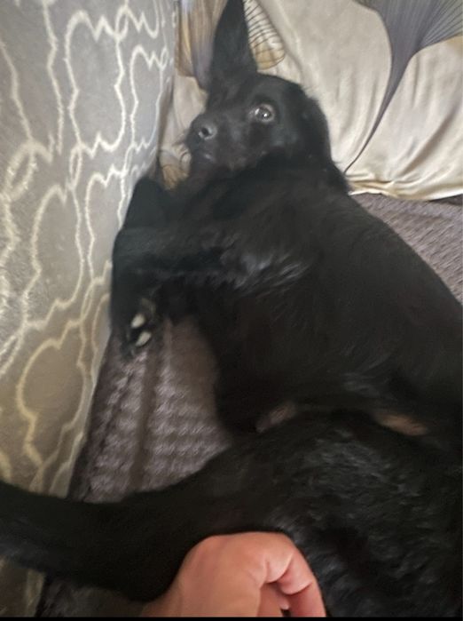 Песик в добрі руки