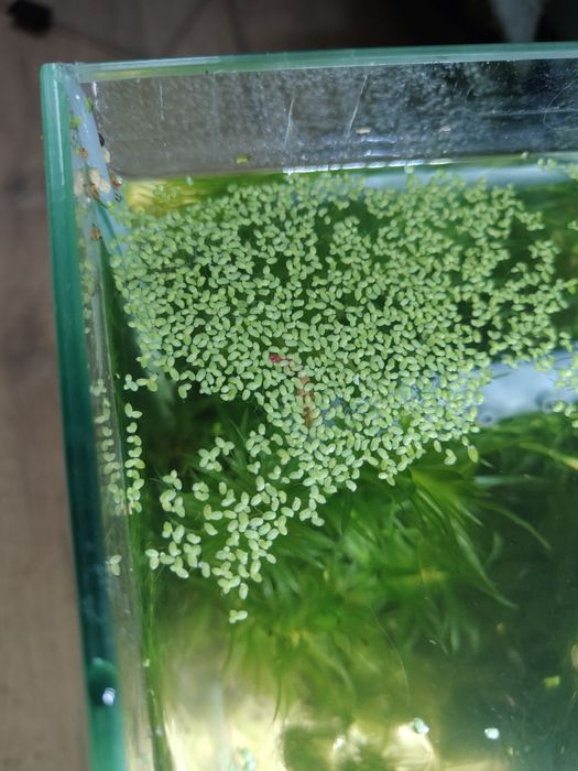 Oddam rośliny do akwarium i slimaki