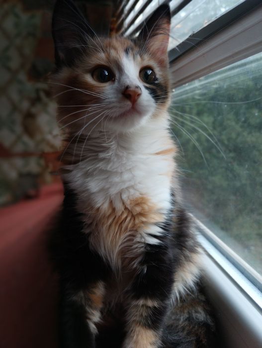 кошенята унікальної рудої кішки