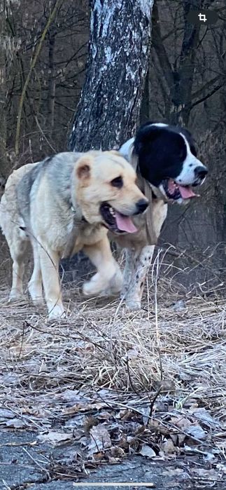 Сао алабай цуценя