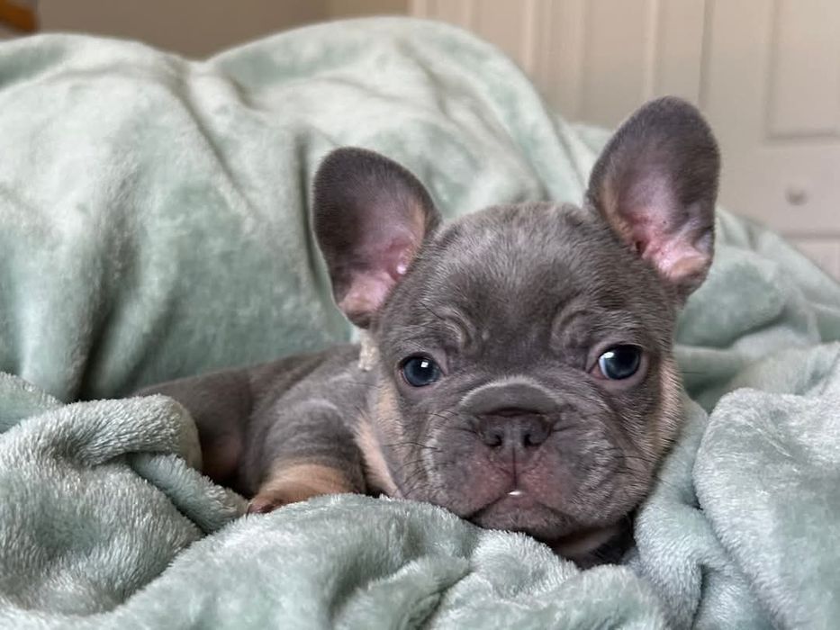 Блакитний   хлопець,