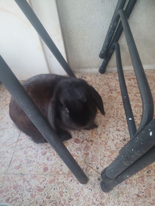 Vendo Coelho.  Tem 1 ano e está habituado a andar em casa e só faz as necessidades dentro da sua gaiola