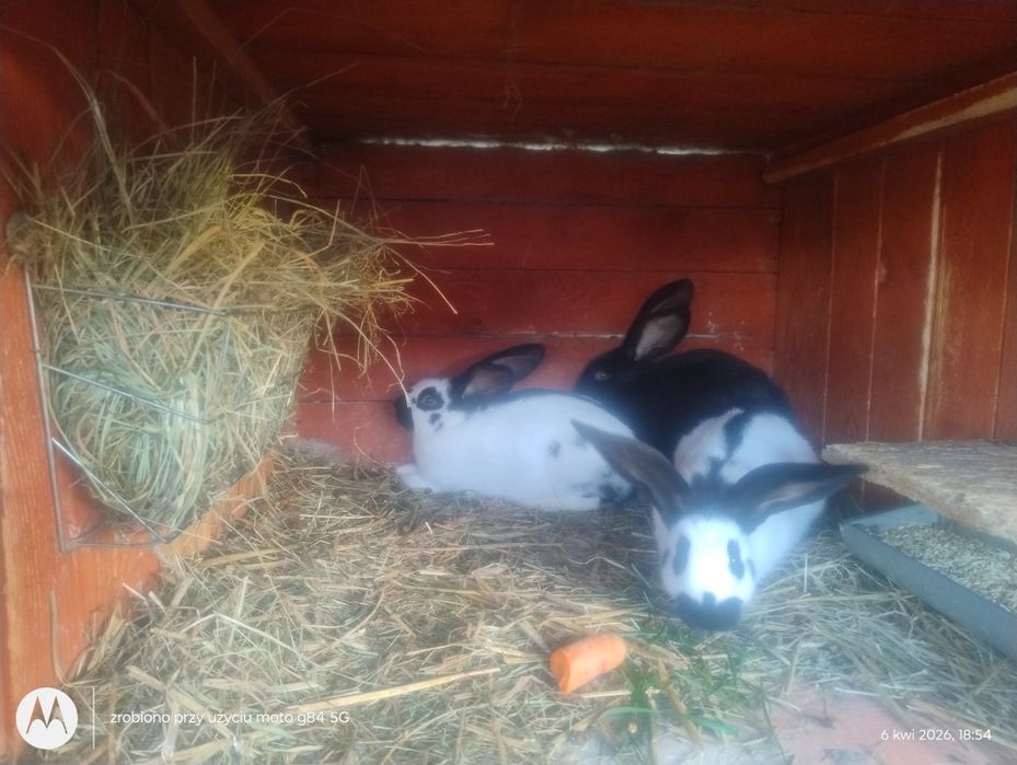 Króliki hodowlane- mięsne