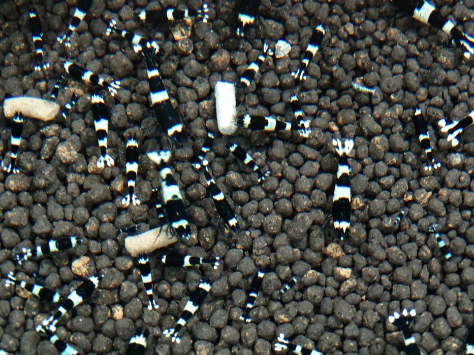 Krewetki Caridina Taiwan Bee Panda ZAMIANA GRATIS PROMOCJA