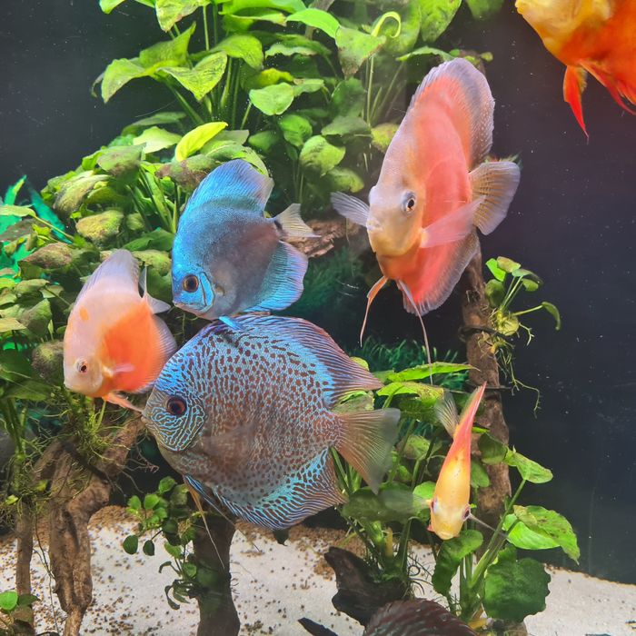 Aquario Grande Completo