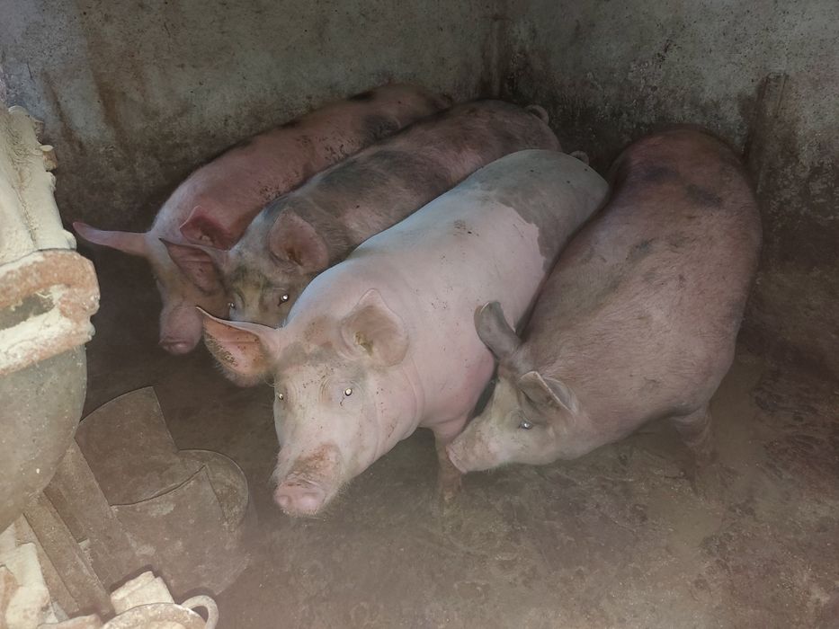 Продам  свині ..договірна 70 грн