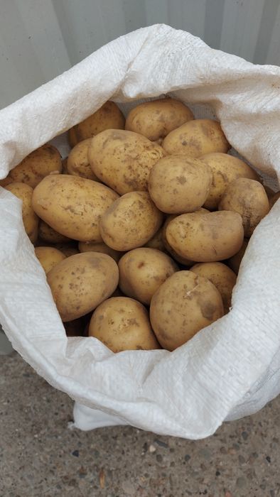 Ziemniaki soraya bellarosa riviera