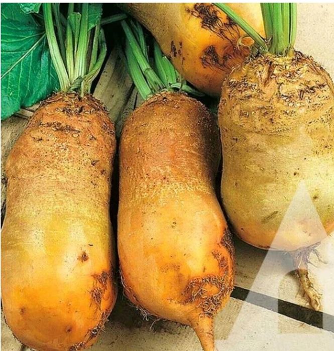 Кормовий буряк Бригадир 5 грн/кг