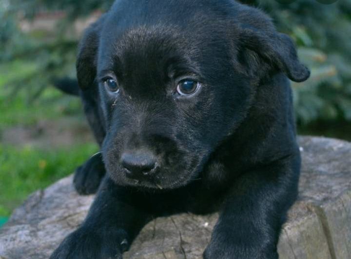 Labrador czarny szczeniak