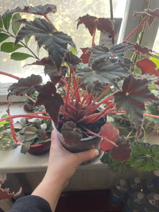 Бегонія Black Velvet