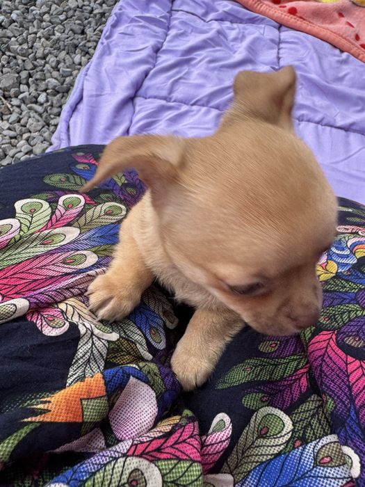 Chihuahua piesek