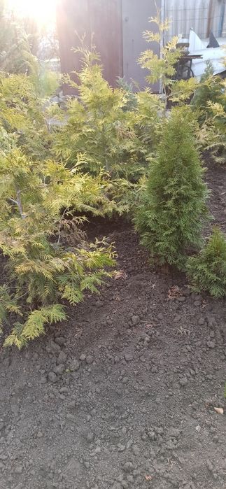 Продам туї. м Умань.