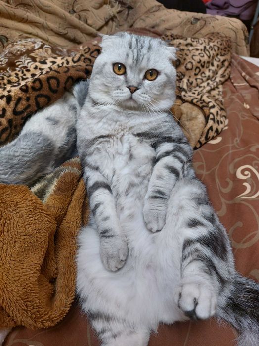 Шотландский кот вязка