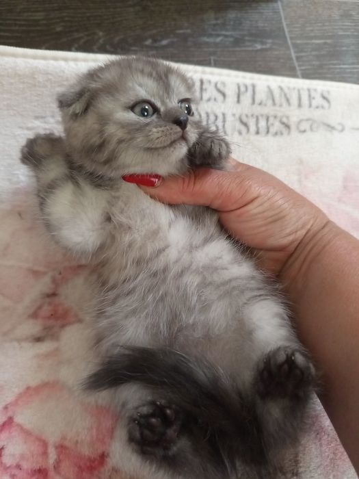 Кошенята Скоттіш фол
