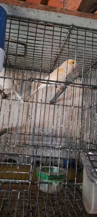 Vendo canarios e canaria