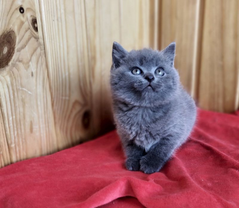 Ваш незамінний котячий друг
