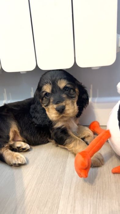 Cocker spaniel angielski