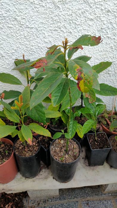 Grafted Avocado Trees64585692809986123