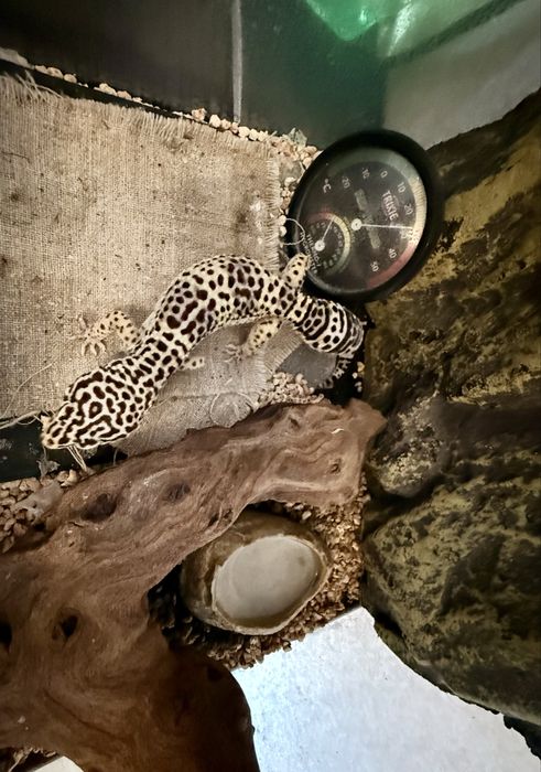 Еубліфар з тераріумом