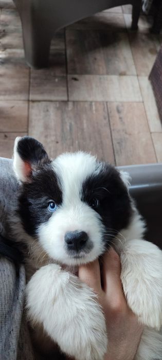 Chłopiec border collie