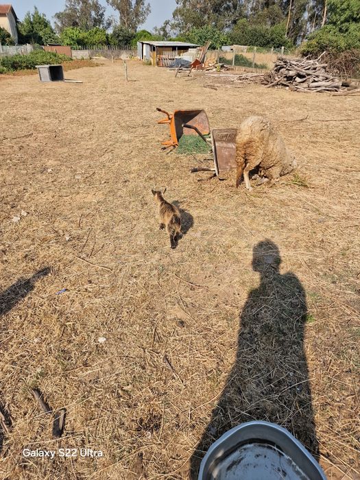 Vende se cabitros anãs