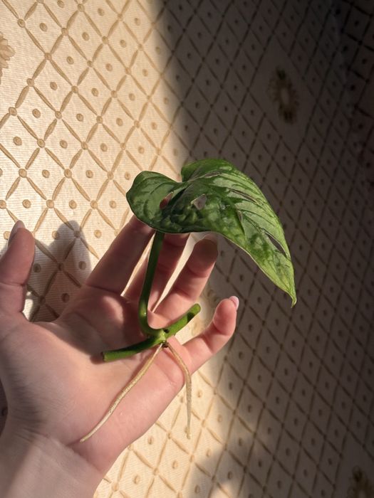 Monstera Adansonii – sadzonki ukorzenione w wodzie