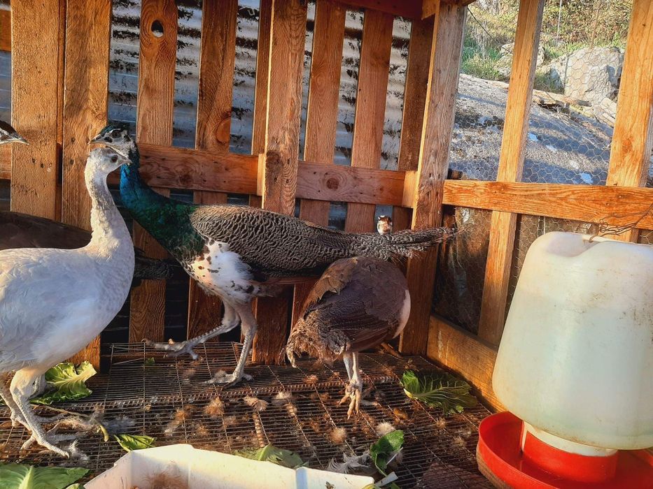 Casal pavões Opal e Azul Real