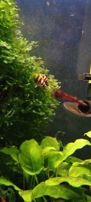 Caracol de água doce Helena