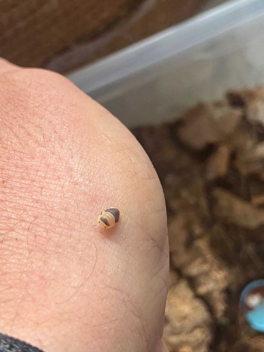 Isopodes (Bichos de conta)