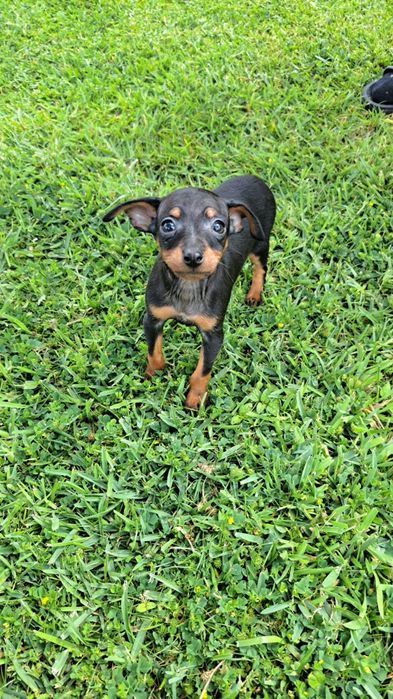 Pinscher macho preto afogueado