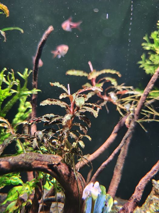 Bucephalandra !!!