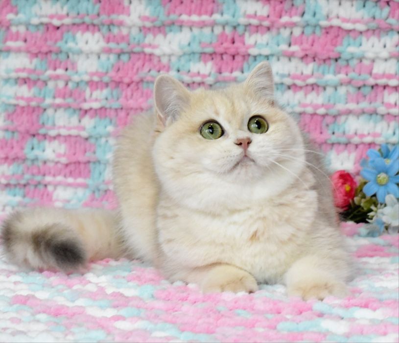 Золотая голубая шиншилла, кошечка , ау12 , продажа