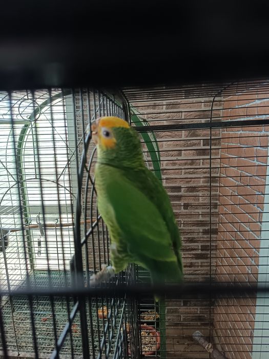 Tenho para venda papagaios