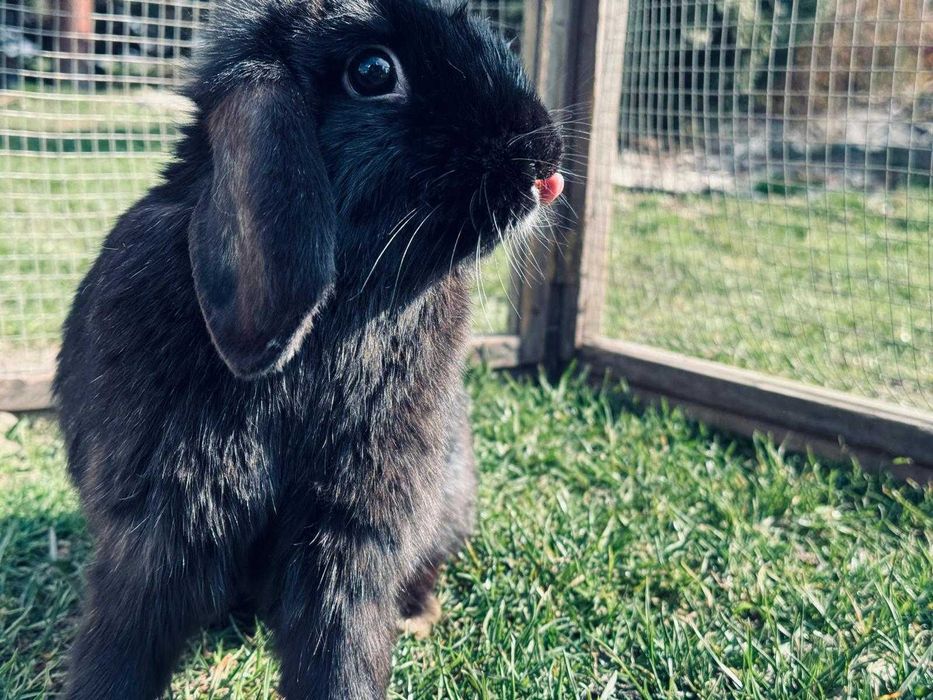 Królik MINI LOP TRZY SAMICE bardzo oswojone baranek miniaturowy