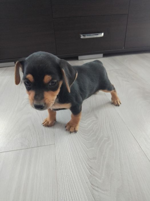 Pinczer miniaturowy