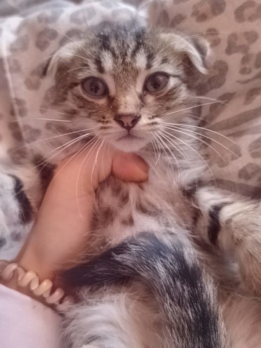 Отдам бесплатно котят кому нужно пишите привезём и отдадим