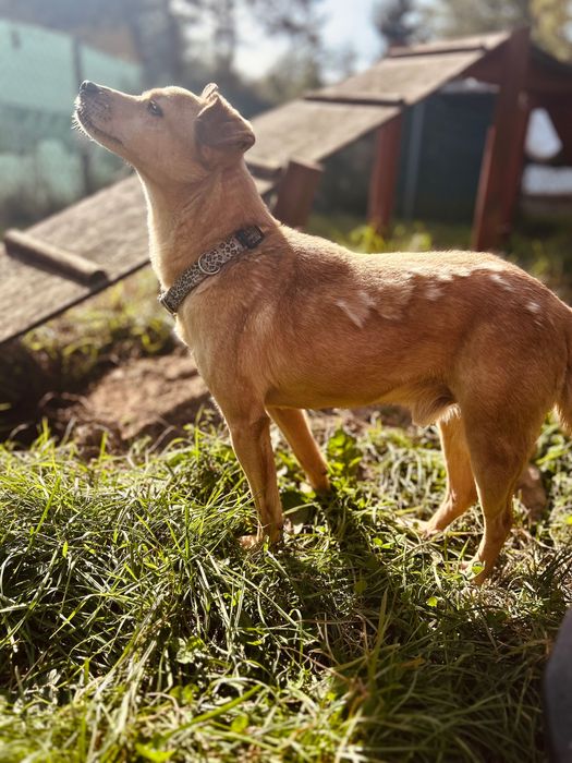 Mały, biszkoptowy piesek Figo do adopcji!