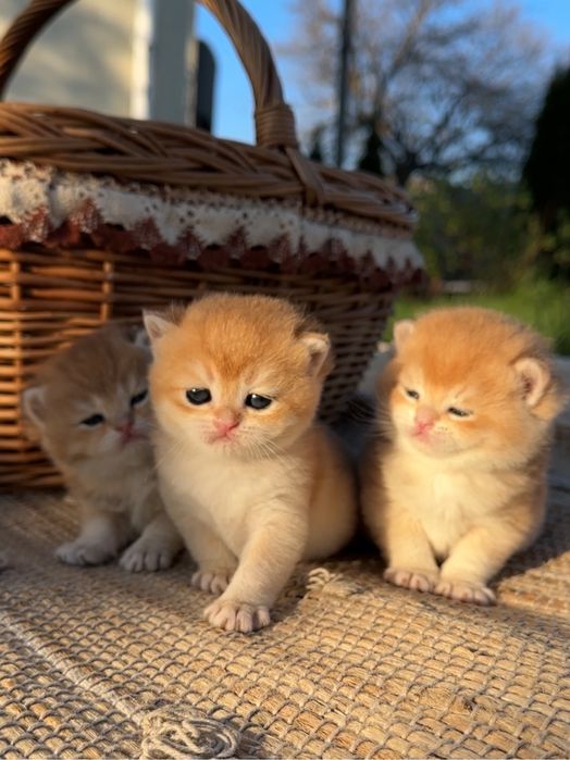 Британські котики золота шиншила кошенята