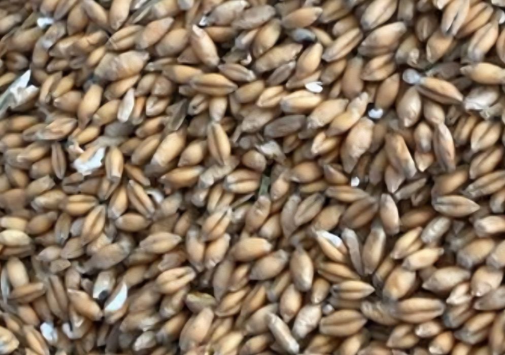 Pszenżyto tadeus  jednoroczne rok po centrali