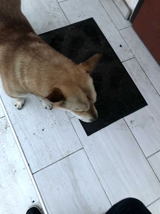 Отдам собаку бесплатно в хорошие руки