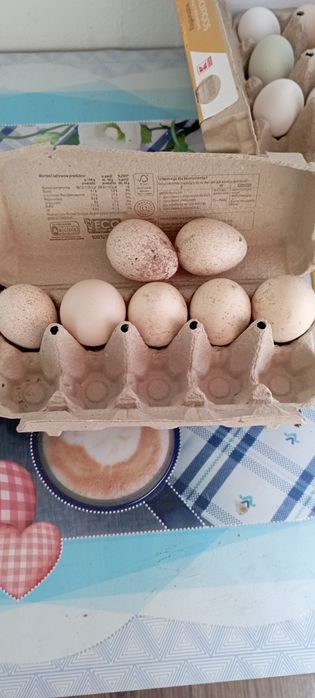 Jajka lęgowe indycze i perliczek