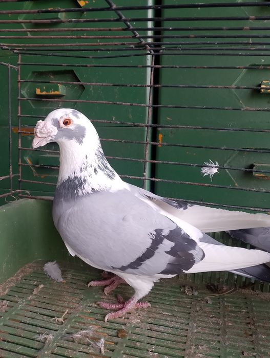 Sprzedam gołębie staropolskie para parzysta