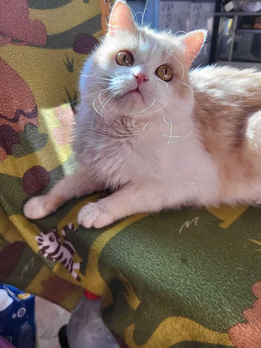 Метис рэгдолл и экзота