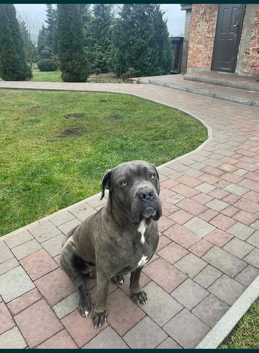 Cane Corso- odchowana sunia
