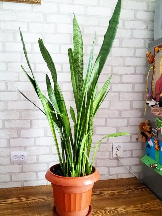 Вазон Тещин язик