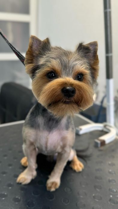 Вязка Йорк ищет девочку