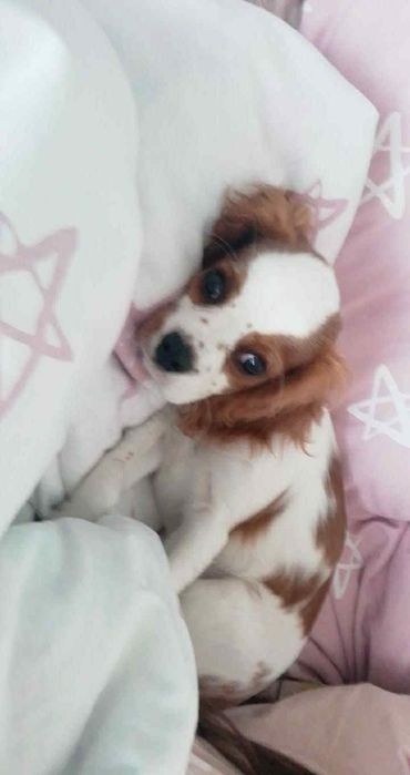 Dorosła piękna  sunia szuka domu