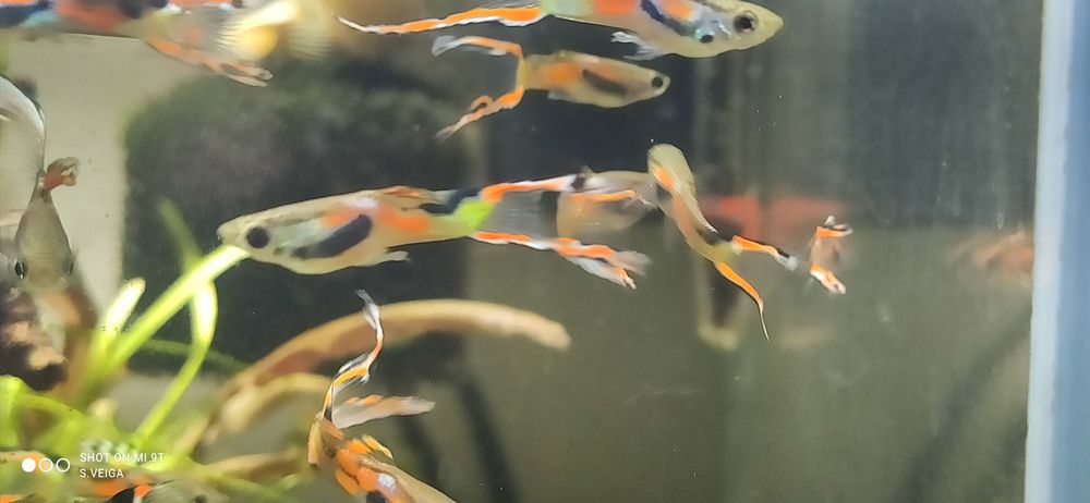 Guppy Macho Endler Hybrids Lyra Tail
