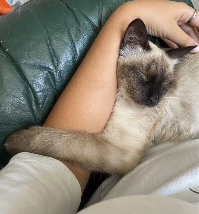 Gatinho para adocao